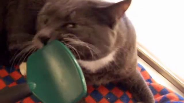 ADOPTED Playful PRINCESS is Personality Plus - Noah's Kingdom Humane Society FUNNY CAT смотреть онлайн