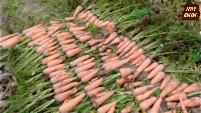 Уборка моркови Шантане и Нантская. смотреть онлайн