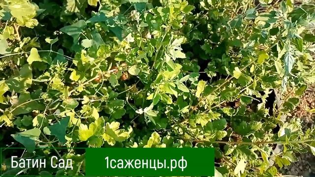 Крыжовник Самурай смотреть онлайн