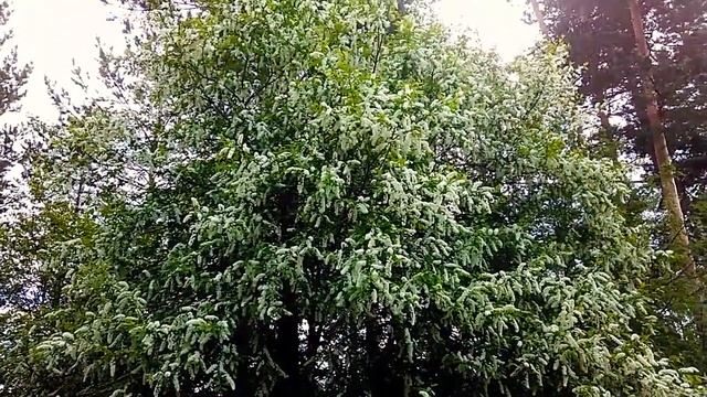 Приметы.Холода на цветение черёмухи. смотреть онлайн