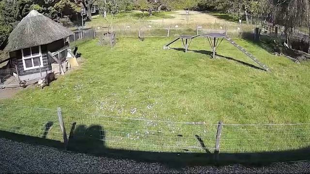 Козёл и петух спасли курицу от ястреба на ферме в Голландии смотреть онлайн