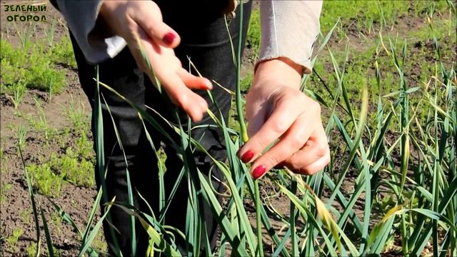 КОГДА И ЧТО НУЖНО СДЕЛАТЬ СО СТРЕЛКАМИ ЧЕСНОКА! Советы от ЗЕЛЕНОГО ОГОРОДА! смотреть онлайн