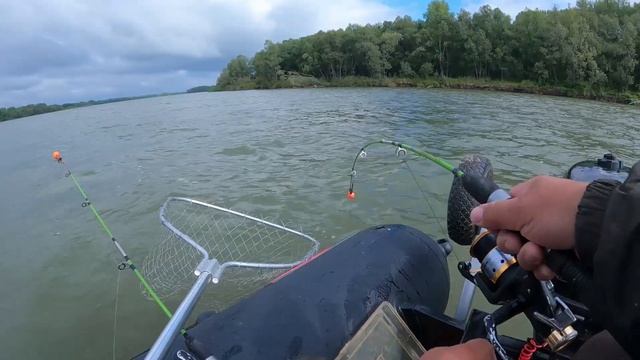 МОЩНЫЕ ПОКЛЕВКИ САЗАНА/ ПЕРЛОВКА И ОБЛЕПИХА, УБОЙНАЯ НАСАДКА/ РЫБАЛКА НА САЗАНА смотреть онлайн