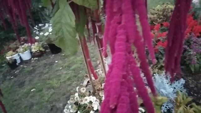 Успеть до первых заморозков! Что нужно убрать, укрыть, а что черенковать! смотреть онлайн