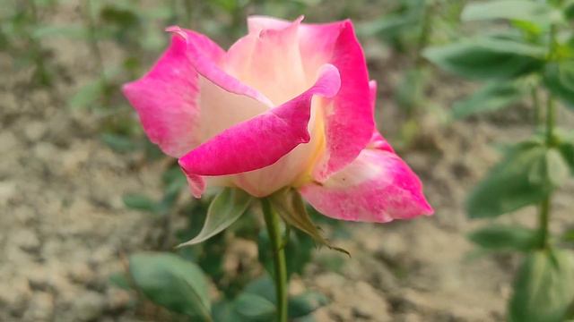 Love and Happiness Overloaded ❤️❤️ смотреть онлайн