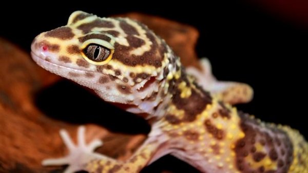 Геккон - интересные факты