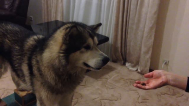 Аляскинский Маламут