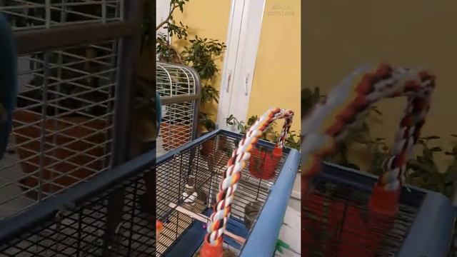 #shorts Большой попугай в стране маленьких попугаев ? смотреть онлайн