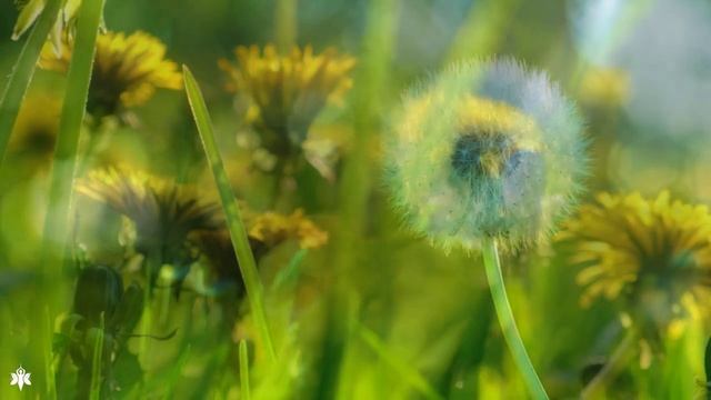 Расслабляющая музыка ? лечебная музыка для сердца и сосудов, релакс, музыка для души смотреть онлайн