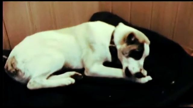 Baron смотреть онлайн