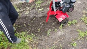 Мотокультиватор Зубр МКТ-150. "Первые шаги". Проба на пашне. 31072023.