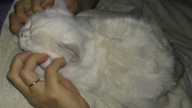 Ласковый и нежный котенок Подснежник пришел к маме спать смотреть онлайн