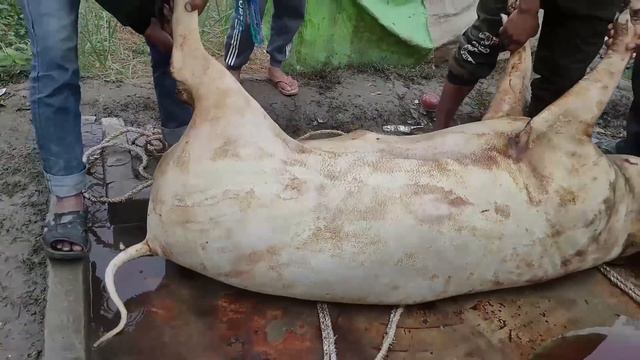 Nepali Village Life/150 Kg Pork Cutting And Cooking/Pig Cutting/Fishing Man