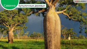 Животный мир саванны