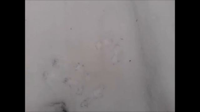30.01.2015. Следы на снегу смотреть онлайн