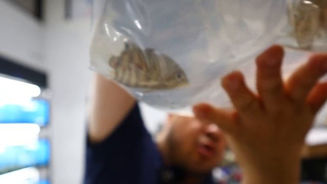 Unboxing LIVE Tropical Fish from SOUTH AMERICA! VAMPIRE FISH ARE AWESOME!!! смотреть онлайн