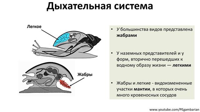 8. Моллюски (7 класс) - биология, подготовка к ЕГЭ и ОГЭ 2020 смотреть онлайн