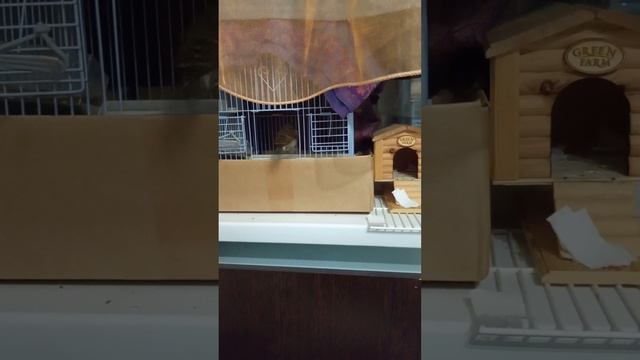 ВОРОБЕЙ ЧИВКА ОБУСТРАИВАЕТ КЛЕТКУ смотреть онлайн