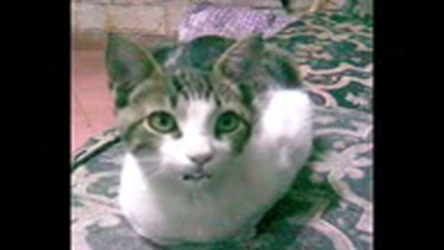 Pinky El Gato смотреть онлайн