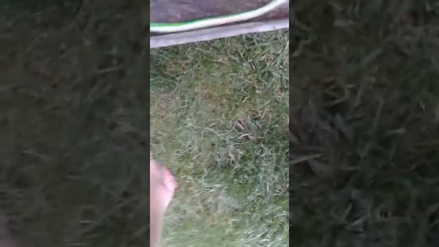 ШОК! В бассейне ЗМЕЯ!!! ? смотреть онлайн