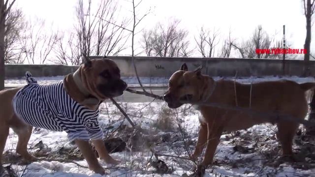 Типичные отношения М и Ж))) [Рыбачёв и Пёс] смотреть онлайн