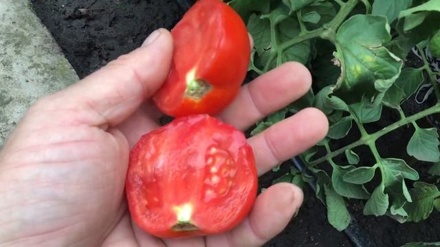 Урожайные томаты. Дебют F1. смотреть онлайн