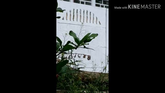 28.04.2020год так выглядят плоды шелковицы смотреть онлайн