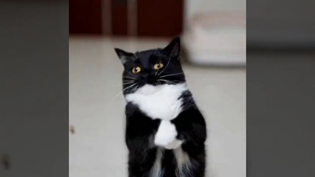 кот смешно двигается под музыку смотреть онлайн