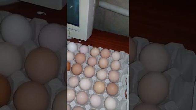 Инкубация куриных яиц. Шаг 1 , подготовка. смотреть онлайн