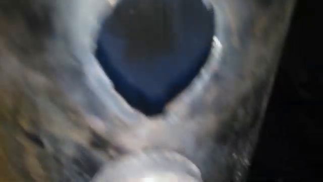 Мясо копченых перепелов ,яйцо перепелиное и куриное копченое! смотреть онлайн