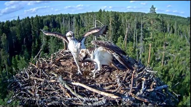 Ten fish deliveries to the nest of the osprey смотреть онлайн