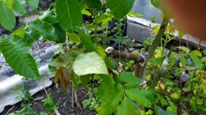 Прививка грецкого ореха зелёным в зелёное...