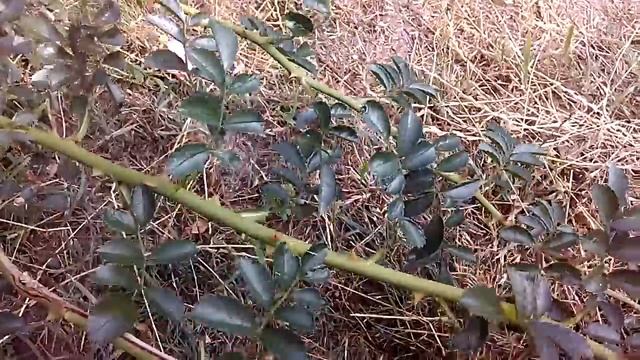 Плетистая розовая роза. смотреть онлайн