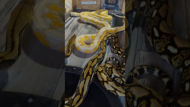 New breeding pair at the Ranch #python смотреть онлайн