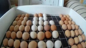 закладка покупных яиц в инкубатор.