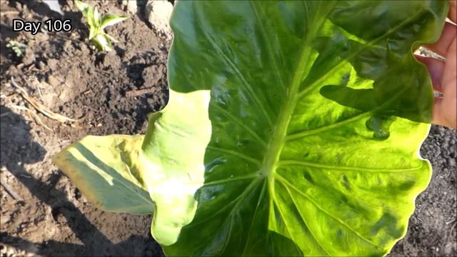 Shimmering Leaves on an Alocasia Calidora Persian Palm Elephant Ear Plant | Grows 4 Feet in Months смотреть онлайн