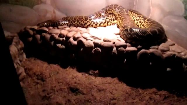 ЗООПАРК СМОЛЕНСК смотреть онлайн