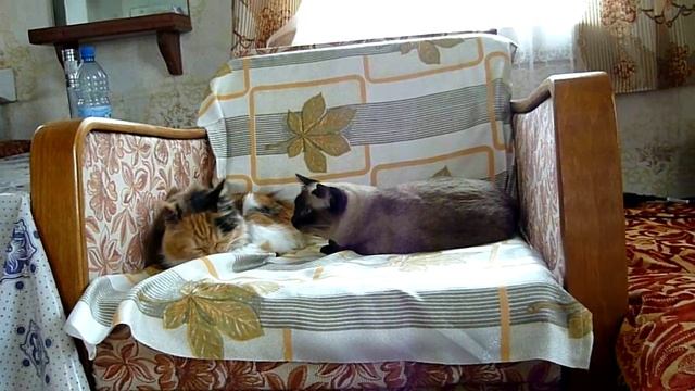 Алиса.Дача смотреть онлайн