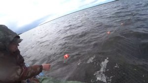 промысловая рыбалка на сига. рыбалка сплавной сетью 2020