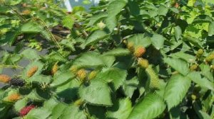 Ежевика Натчез и Лох Тей - особенности созревания ягод