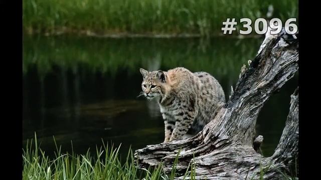 #3096. Рыси (В мире животных) смотреть онлайн