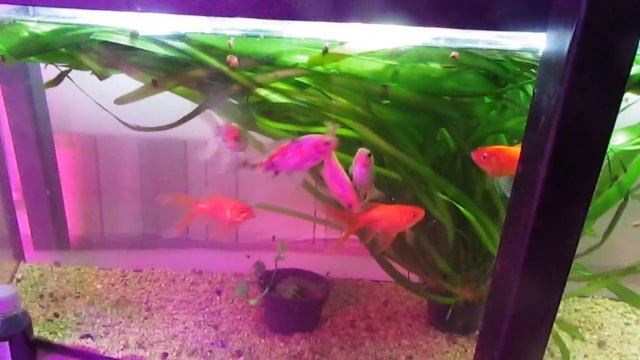 Малавийские цихлиды...Аулонокара мультиколор смотреть онлайн