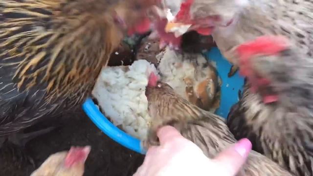 Как заставить курицу сесть на яйца смотреть онлайн