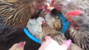Как заставить курицу сесть на яйца