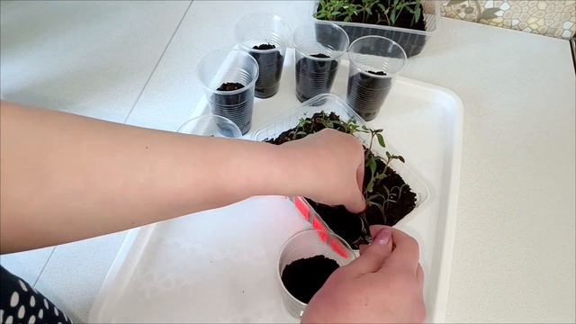 Рассада.Пикирую томаты .