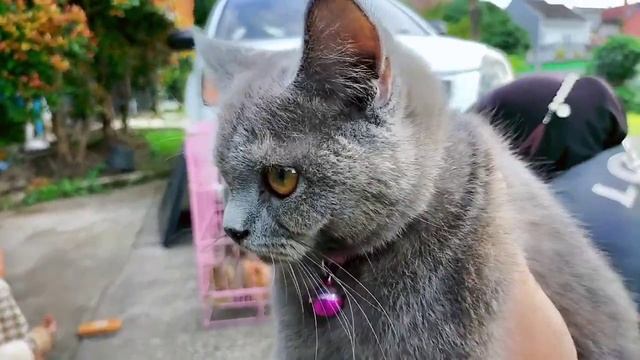 Kucing British Shorthair | Wajahnya Bulat, Lucu Kayak Si Garfield смотреть онлайн