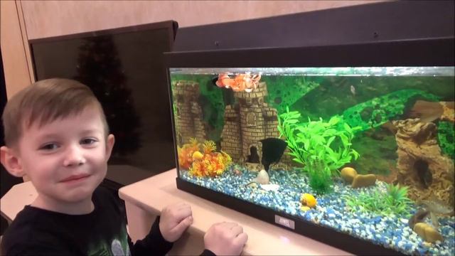 Мишин аквариум, заселяем новых рыбок смотреть онлайн