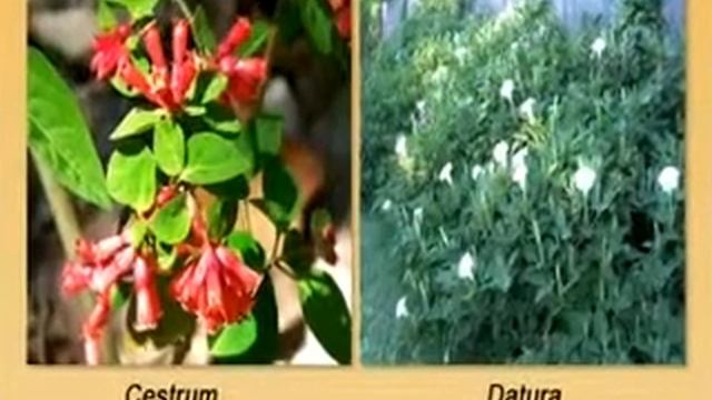 Taxonomy and Diversity of Solanaceae смотреть онлайн