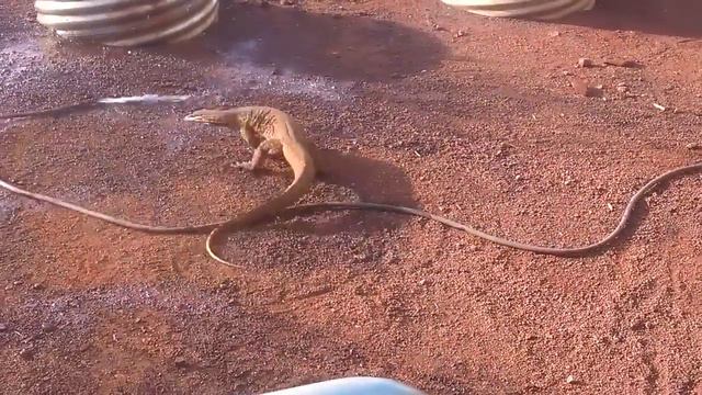 Варан против шланга смотреть онлайн