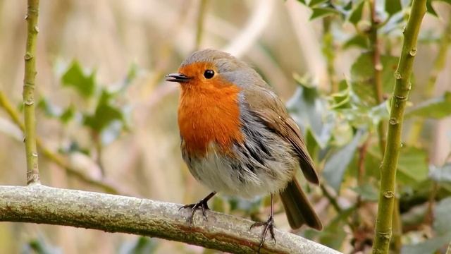 Услышав разговор мужа с другом, Вика не могла поверить, что эти слова говорил её любимый о другой.. смотреть онлайн